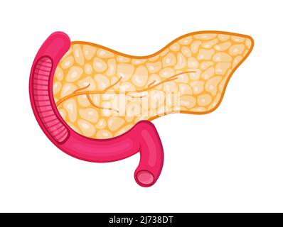 Vengono mostrati pancreas con arterie. Organo interno del sistema digestivo su sfondo bianco. Vettore icona assistenza sanitaria in stile piatto per landing page, web Illustrazione Vettoriale