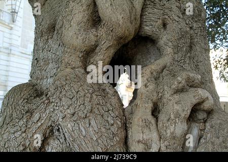 Tronco di ulivo in Puglia, Italia Foto Stock