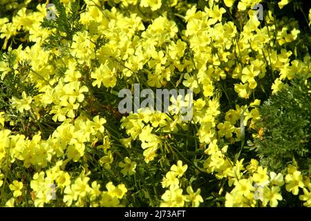 Oxalis pes-CARAE (legno di Bowie-sorrel/ Bermuda buttercup) in fiore nell'Italia meridionale Foto Stock