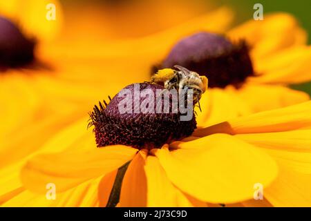 Una vista ravvicinata dettagliata di un'ape femminile a cavallo lungo con polline sulla gamba che cammina attraverso la parte superiore di un coneflower. Foto Stock