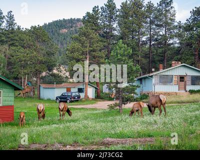 Primo piano del bellissimo Sika Deer al Rocky Mountain National Park, Colorado, Stati Uniti Foto Stock