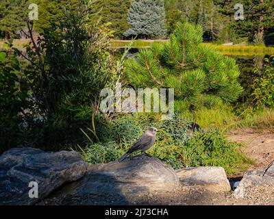 Il simpatico nutcracker di Clark si erge su una roccia al Rocky Mountain National Park, Colorado Foto Stock