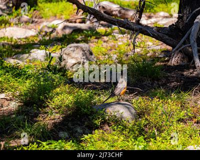 Il simpatico nutcracker di Clark si erge su una roccia al Rocky Mountain National Park, Colorado Foto Stock