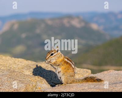 Primo piano dello scoiattolo carino che mangia pane in Colorado Foto Stock