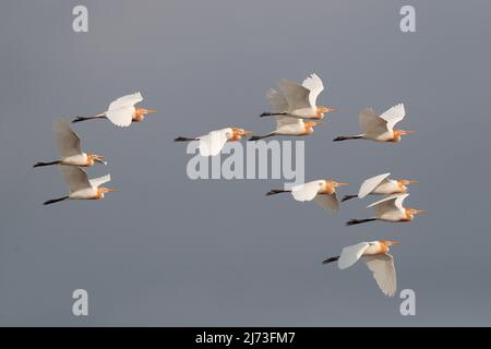 Greti bovini orientali (bubulcus coromandus), gregge di undici in volo, piume riproduttivo, mai po, Hong Kong, Cina 24 aprile 2022 Foto Stock
