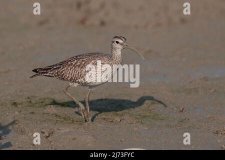 Whimbrel (Numenius phaeopus), singolo uccello che cammina su mudflat, mai po, Hong Kong, Cina 25th aprile 2022 Foto Stock