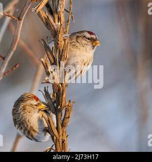 Due comuni rossicci che si posano su steli di primrose sera asciutti su sfondo sfocato Foto Stock