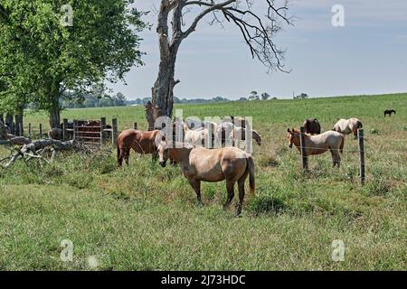 Cavalli pascolo in un pascolo verde su una fattoria rurale Alabama, USA. Foto Stock