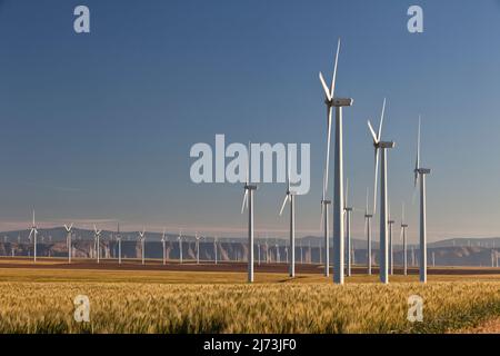 Wind Farm, campo di grano, pre-raccolto, luce pm, fine luglio, Oregon. Foto Stock