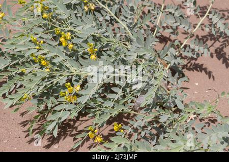 senna alexandrina pianta selvaggia naturale lassativa in Sudan Foto Stock