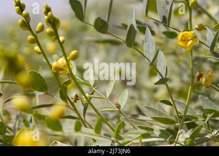 pianta senna primo piano di senna alexandrina foglie e fiori gialli Foto Stock