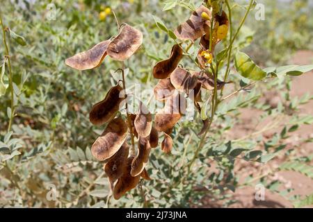 pianta senna cialde marrone primo piano Foto Stock