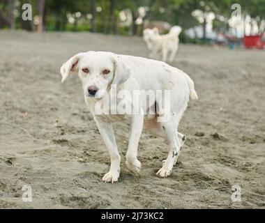 cani bianchi che giocano sulla sabbia nera vicino al mare Foto Stock