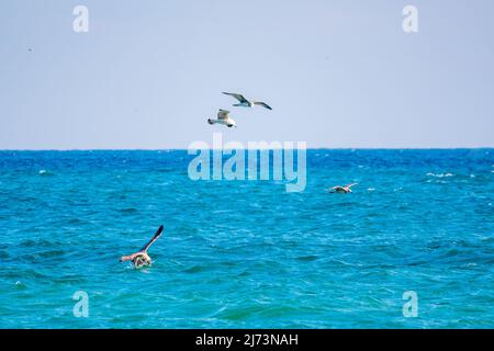 Quattro gabbiani di mare nel cielo azzurro chiaro. Il grande gabbiano nero-backed, Larus marinus, volando in cielo blu chiaro sfondo, Foto Stock