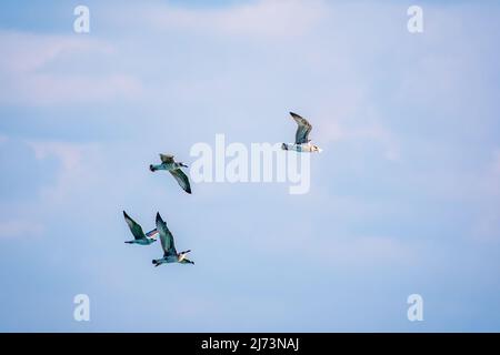 Quattro gabbiani di mare nel cielo azzurro chiaro. Il grande gabbiano nero-backed, Larus marinus, volando in cielo blu chiaro sfondo, Foto Stock
