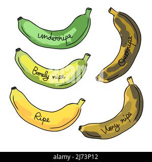 Illustrazione vettoriale dei livelli di maturazione della banana Illustrazione Vettoriale