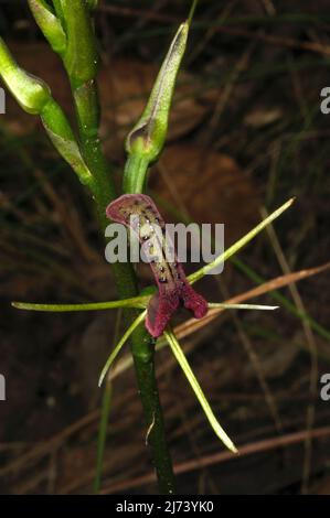 Lingua Orchidee (Cryptostylis subulata) assomiglia al loro nome suggerisce - una lingua - con papille gustative! Baluk Willam Flora Reserve in Belgrave, Victoria. Foto Stock