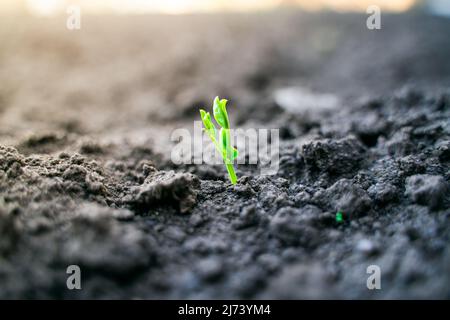 Le prime foglie verdi di giovani piselli germogliati in primo piano nell'orto Foto Stock