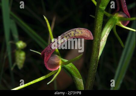 Lingua Orchidee (Cryptostylis subulata) assomiglia al loro nome suggerisce - una lingua - con papille gustative! Baluk Willam Flora Reserve in Belgrave, Victoria. Foto Stock