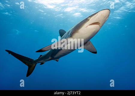 Squalo serico (Carcharhinus falciformis), Jardines de la Reina, Cuba, Mar dei Caraibi, Caraibi Foto Stock