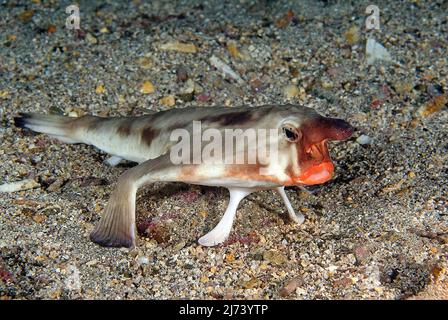 Batfish a punta rossa (Ogcocephalus darwini), pesce con le gambe sul fondo sabbioso, Isole Galapagos, Ecuador, America Centrale, Oceano Pacifico Foto Stock