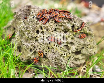 la foto mostra una colonia di firebugs che si raccolgono su una pietra Foto Stock