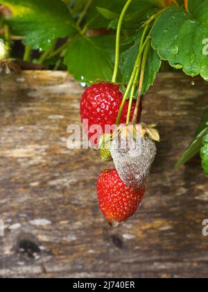 La foto mostra un primo piano di Botrytis Fruit Rot o Gray Mold of Strawberries - formato verticale Foto Stock