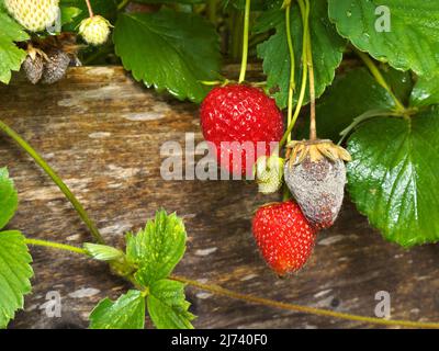 La foto mostra un primo piano di Botrytis Fruit Rot o Gray Mold of Strawberries - formato paesaggio Foto Stock