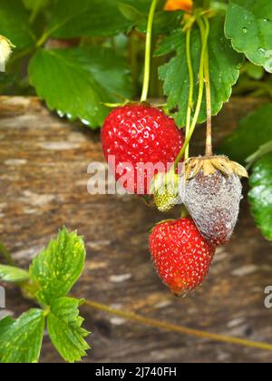 La foto mostra un primo piano di Botrytis Fruit Rot o Gray Mold di fragole Foto Stock