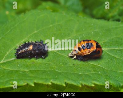 la foto mostra le larve e la pupa del ladybug