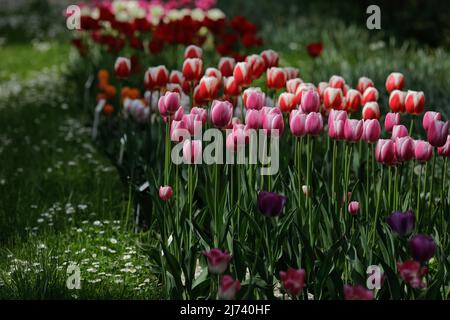 Vari colori di tulipani in un giardino pubblico a Bucarest, Romania. Foto Stock