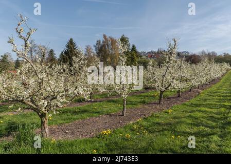 Alberi da frutto in fiore, Kressbronn am Bodensee, Baden-Wuerttemberg, Germania Foto Stock