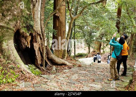 wakayama, giappone, 2022/30/04, albero molto vecchio situato nella passeggiata della foresta a Kumano Nachi Taisha. È un santuario shintoista e fa parte del WO, dichiarato dall'UNESCO Foto Stock