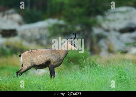 Camosci, rupicapra rupicapra, in erba verde, roccia grigia sullo sfondo, Gran Paradiso, Italia Foto Stock