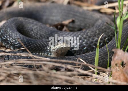 Un serpente, un grande serpente nella foresta primaverile, in erba secca nel suo habitat naturale, crogiolarsi al sole. Foto Stock