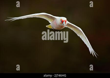 Corella a lungo fatturato, Cacatua tenuirostris, pappagallo esotico bianco volante, uccello nell'habitat naturale, scena d'azione da selvaggio, Australia