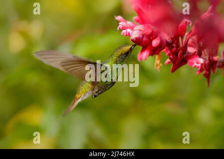 Bel colibrì, smeraldo a testa di copperia, Elvira cupreiceps, volare accanto a bel fiore rosa, succhiare nettare, scena di alimentazione da tropico fuchi bagnati Foto Stock