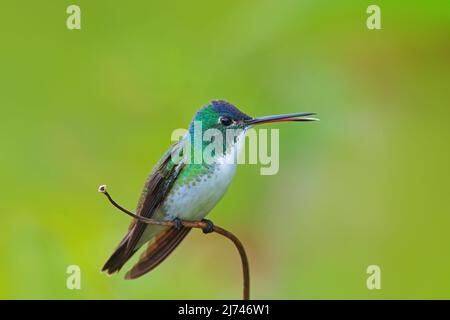 Hummingbird Andean Emerald, Amazilia franciae, con sfondo verde chiaro, Colombia Foto Stock