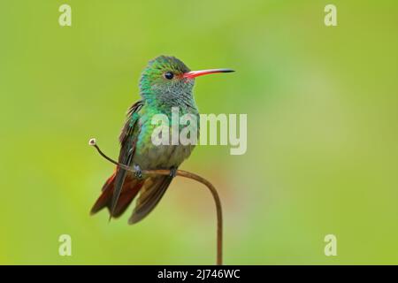 Hummingbird Hummingbird con coda di rufous, Amazilia tzacat, con sfondo verde chiaro, Colombia Foto Stock