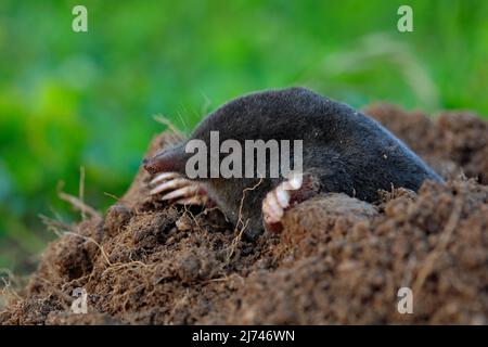 Talpa europaea, strisciando di molehill marrone, erba verde a dorso Foto Stock