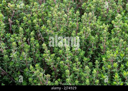 Rametti di timo fresco, Thymus vulgaris Foto Stock