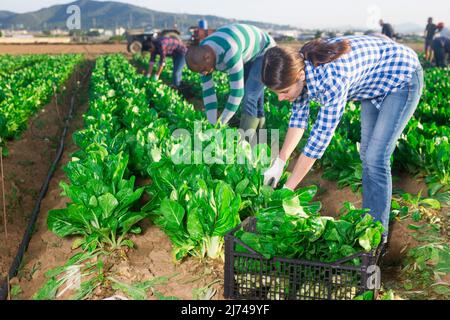 Gruppo multinazionale di lavoratori agricoli che raccolgono la zattera Foto Stock