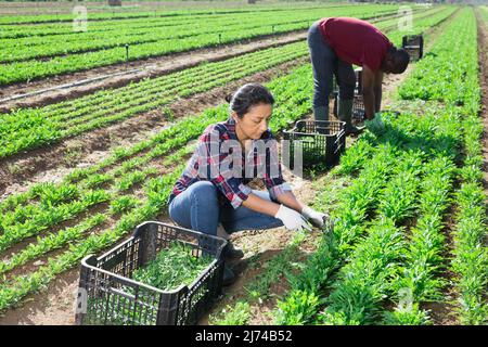 Latina e African American raccolta rucola su piantagione di verdure Foto Stock