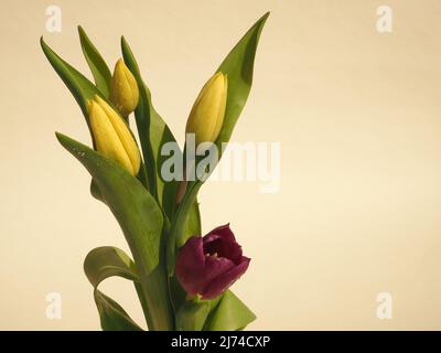 Tre tulipani gialli e uno rosso (tulipae) su sfondo neutro Foto Stock