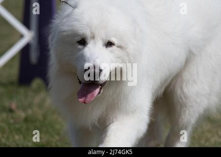 Grandi Pirenei su da vicino lingua fuori Foto Stock