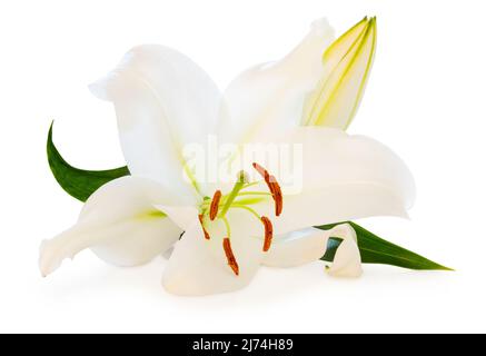 Bel giglio bianco (Lilium, Liliaceae) con un germoglio isolato su sfondo bianco, compreso il sentiero di taglio senza ombra. Germania Foto Stock