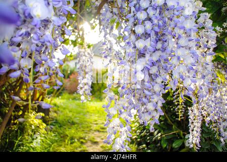 Percorso segreto attraverso la pianta di glicine in fiore al giardino verde pieno di raggi del sole Foto Stock