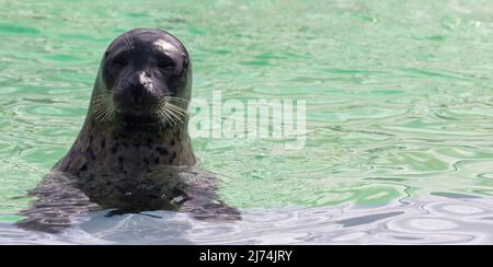 Primo piano della testa di un porto carino o sigillo comune in Seal Sanctuary Ecomare sull'isola di Texel, Paesi Bassi Foto Stock