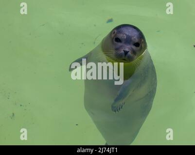 Primo piano della testa di un porto carino o sigillo comune in Seal Sanctuary Ecomare sull'isola di Texel, Paesi Bassi Foto Stock