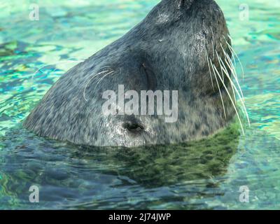 Primo piano della testa di un porto carino o sigillo comune in Seal Sanctuary Ecomare sull'isola di Texel, Paesi Bassi Foto Stock